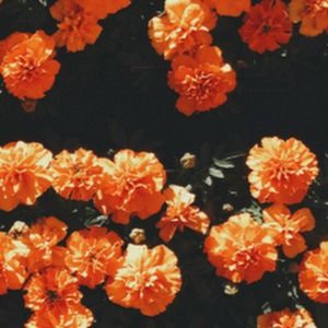 Meet your Posher, Sumaya